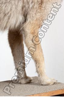 Wolf leg photo reference 0013